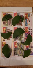 Ginkgo biloba