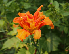 Hemerocallis fulva kwanso