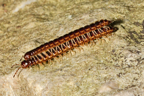 Greenhouse millipede