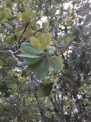 Terminalia catappa
