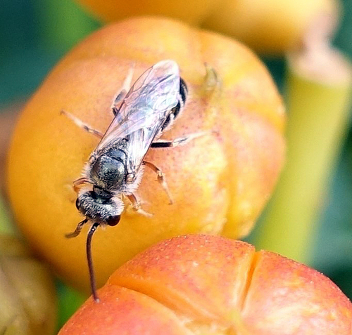 Tripartite Sweat Bee photo 5