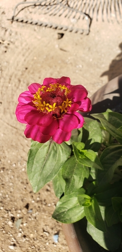 Image of Zinnia elegans by (c) Yuliana Dimas, some rights reserved (CC BY-SA)