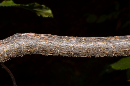 Image of Big Bend Hop Hornbeam by (c) Gabriel Campbell-Martinez, some rights reserved (CC BY)