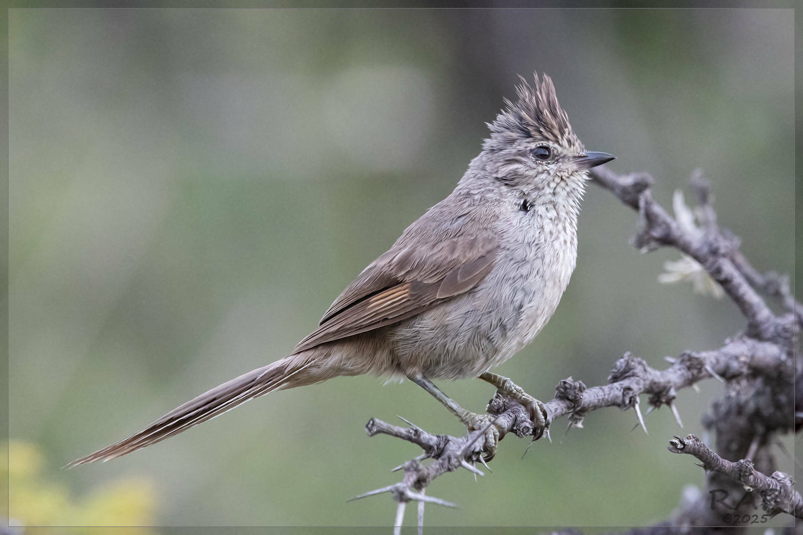 Tufted Tit-Spinetail (Leptasthenura platensis), photo 6