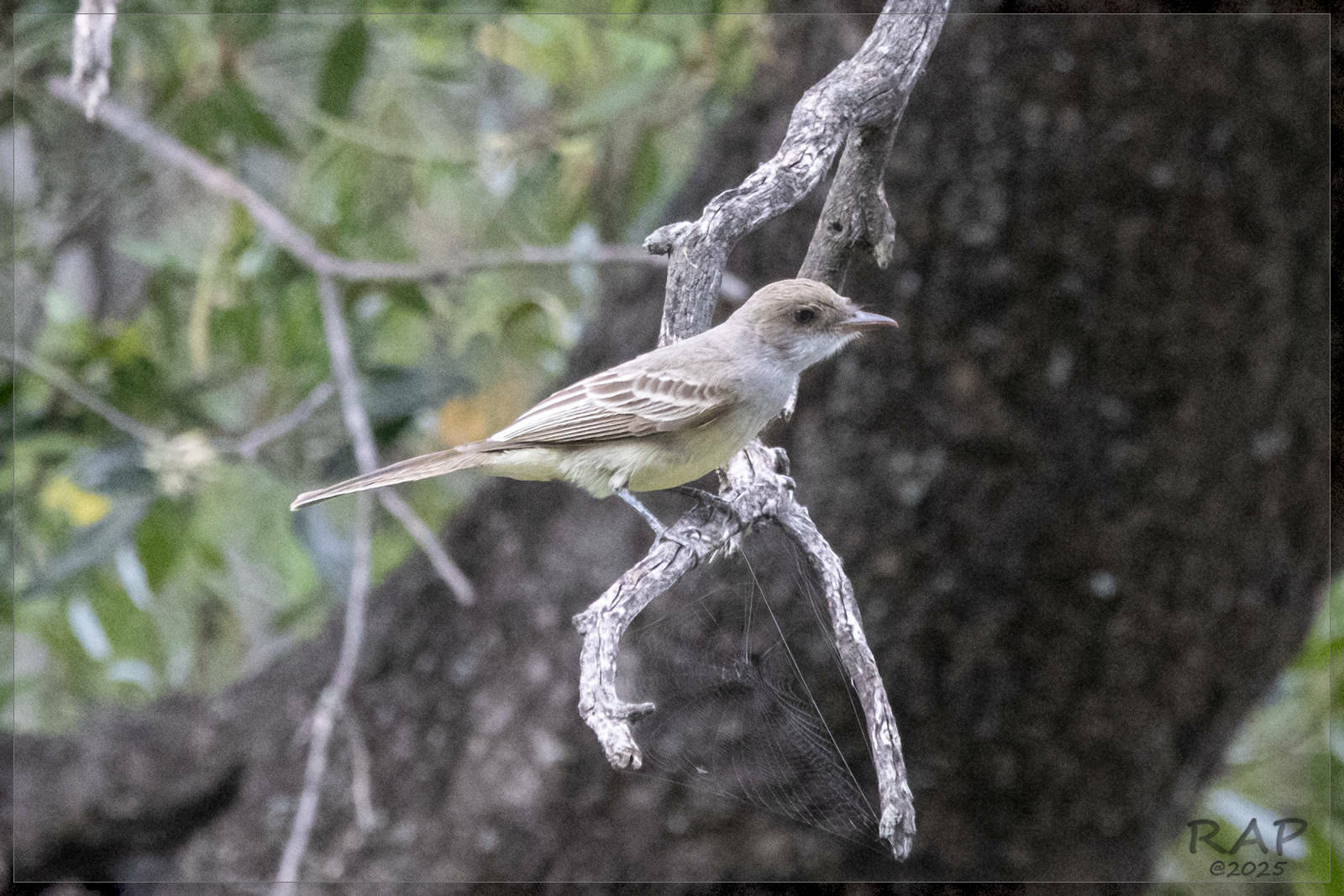 Swainson's Flycatcher (Myiarchus swainsoni)