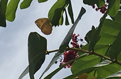 Phoebis philea