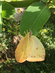 Phoebis philea