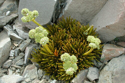 Aciphylla dobsonii (Aciphylla dobsonii)
