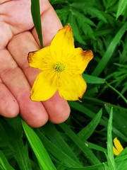 Trollius riederianus