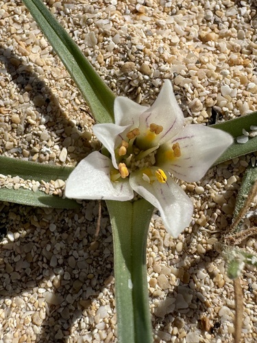 Colchicum psammophilum (Colchicum psammophilum)