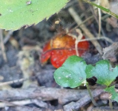 Hygrocybe