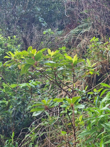 Image of Clethra arborea by (c) Vítor Jorge, some rights reserved (CC BY)