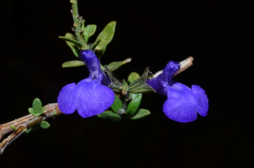 Canyon Sage (Salvia lycioides)