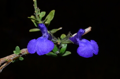 Salvia lycioides, photograph (c) Gabriel Campbell-Martinez, some rights reserved (CC BY)
