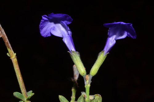 Image of Salvia lycioides by (c) Gabriel Campbell-Martinez, some rights reserved (CC BY)