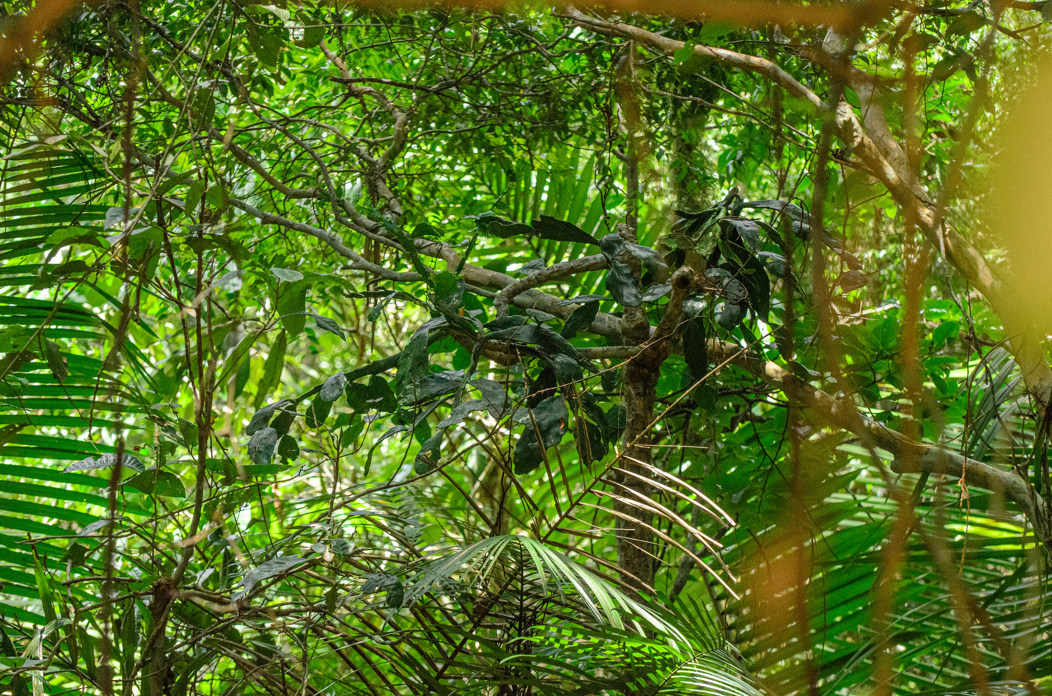 Imagem de Palma-de-cristo