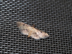 Nacoleia charesalis