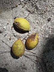 Terminalia catappa