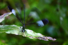 Psolodesmus mandarinus mandarinus