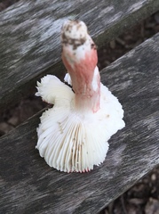 Russula peckii