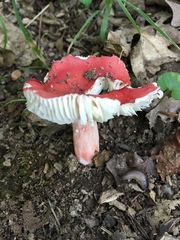 Russula peckii