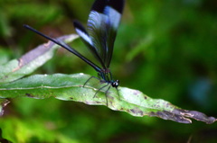 Psolodesmus mandarinus mandarinus