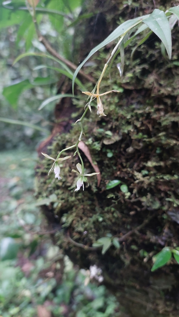 Epidendrum macbridei C.Schweinf. 2