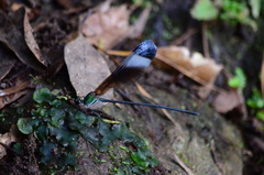 Psolodesmus mandarinus mandarinus