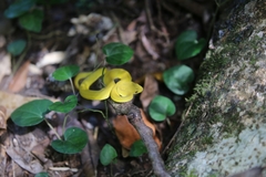 Trimeresurus insularis
