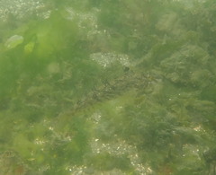 Hexagrammos stelleri