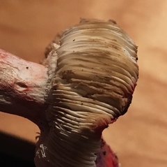 Russula peckii
