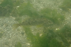 Hexagrammos stelleri