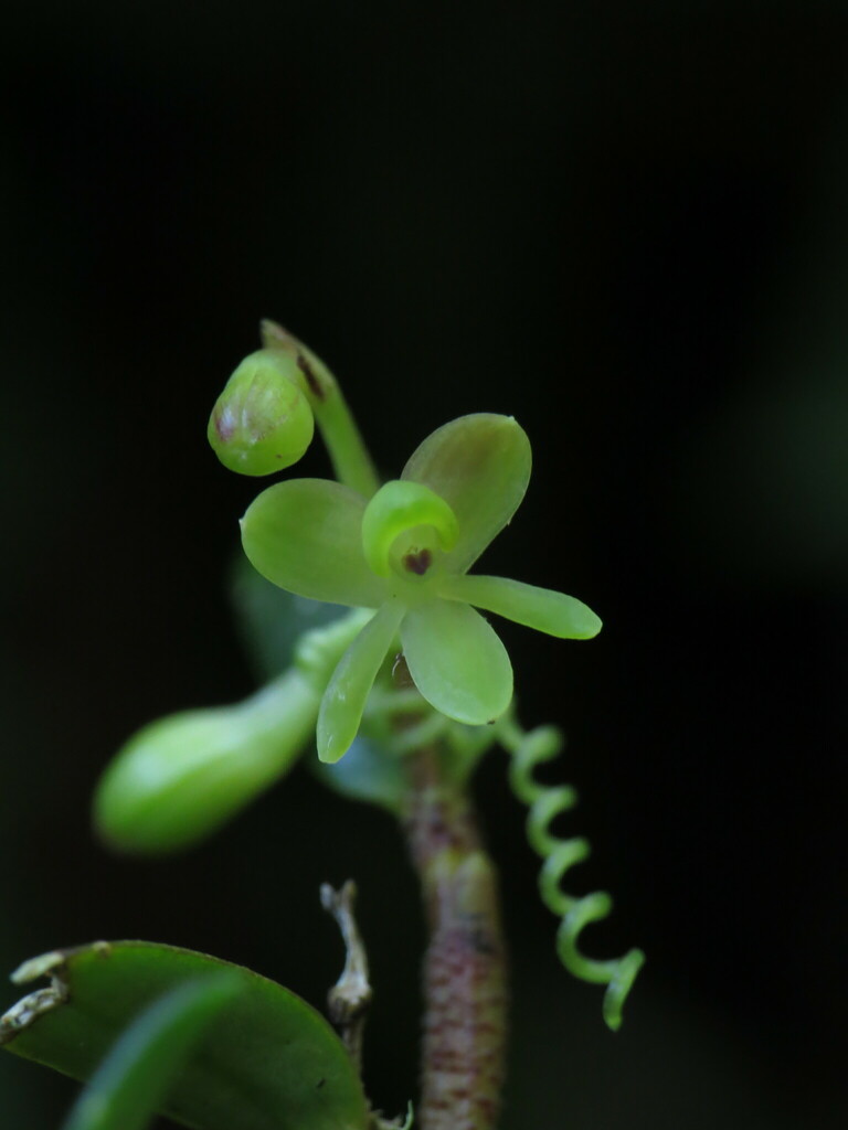 Epidendrum globuliferum Karremans