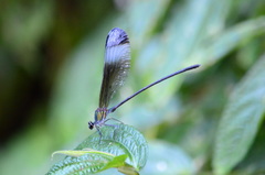 Psolodesmus mandarinus mandarinus