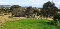 Melaleuca lanceolata
