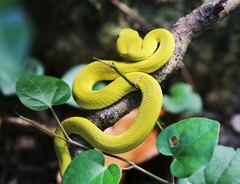 Trimeresurus insularis