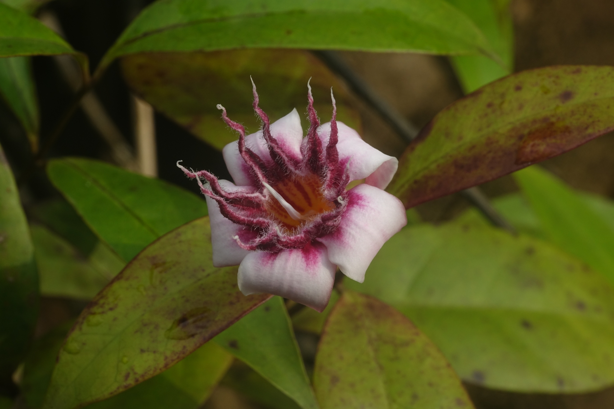 Strophanthus thollonii