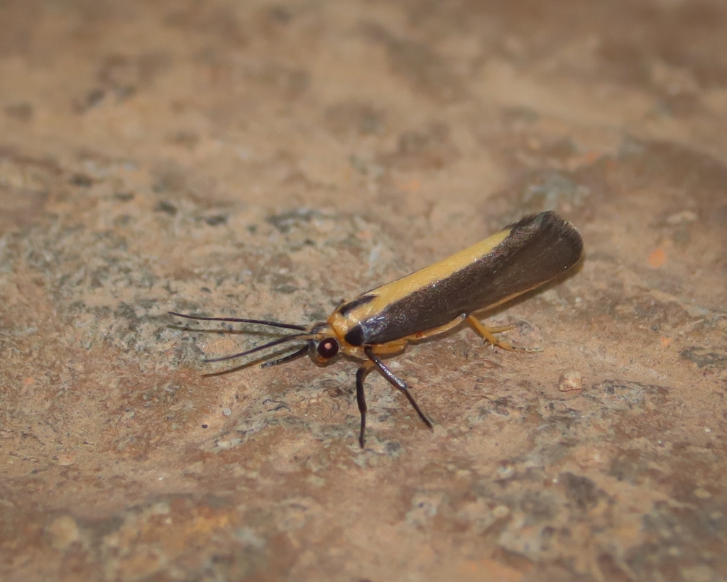 Cisthene longistriga