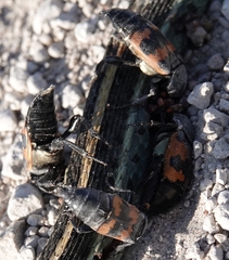 Nicrophorus marginatus