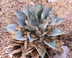 Agave parrasana
