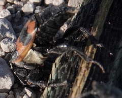 Nicrophorus marginatus
