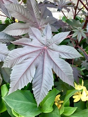 Ricinus