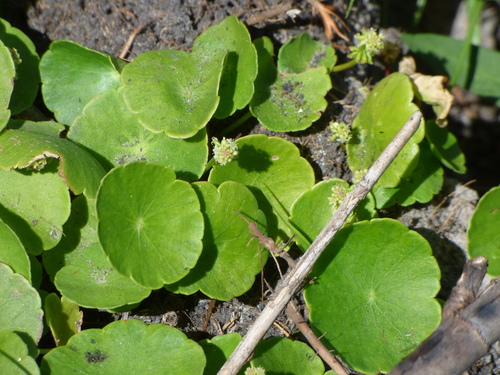 Hydrocotyle verticillata image