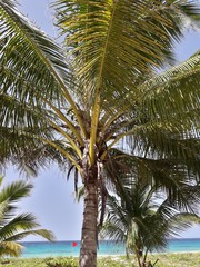 Cocos nucifera