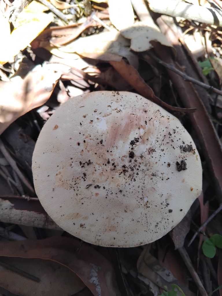 Amanita ochrophylla · February 2025 · photo: © sofiazed1 (iNaturalist, cc-by)