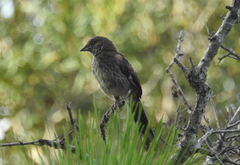 Pipilo erythrophthalmus alleni