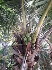 Cocos nucifera