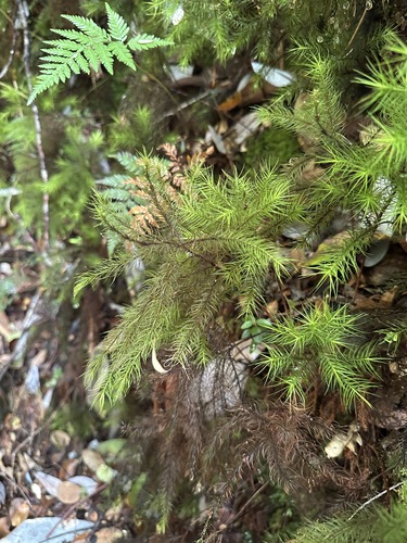 Image of Dendroligotrichum dendroides by (c) Matt Berger, some rights reserved (CC BY)
