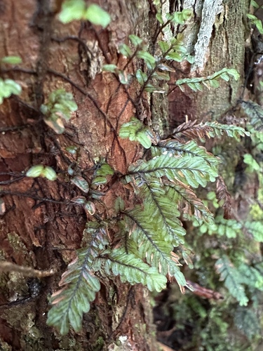 Image of Hymenophyllum caespitosum by (c) Matt Berger, some rights reserved (CC BY)