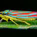 Graphocephala - Photo 由 ksandsman 所上傳的 (c) ksandsman，保留部份權利CC BY